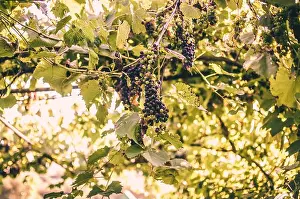 Nikon Prints: Vineyards at sunshine during autumn harvest. Ripe grapes in fall in Transylvania
