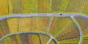 Panoramic Photo Prints: Vineyards wine autumn fall season aerial photo panoramic view nature in Germany