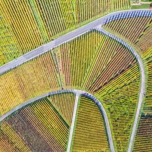 Squared Prints: Vineyards wine autumn fall season aerial photo view square nature in Germany