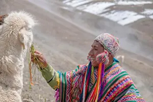 Alpaca Prints: VINICUNCA, PERU- OCTOBER 29: mountain guide in traditional wear feeds his alpaca at high altitude grounds in Vinicunca
