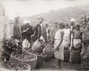 Lanka Prints: Vintage 19th century photograph: weighing tea on a tea plantation, Ceylon, Sri Lanka