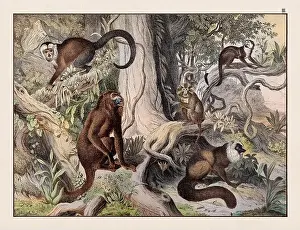 Alpaca Prints: Vintage Animal illustration published in a German natural history book in the 19th century