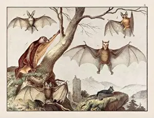 Alpaca Prints: Vintage Animal illustration published in a German natural history book in the 19th century