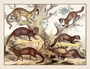 Alpaca Prints: Vintage Animal illustration published in a German natural history book in the 19th century