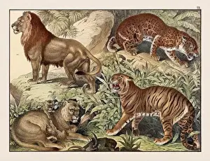 Domestic Cat Prints: Vintage Animal illustration published in a German natural history book in the 19th century
