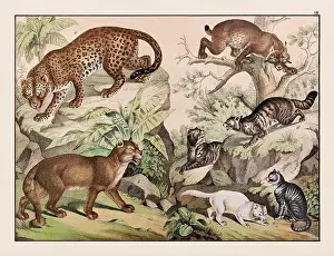 Alpaca Prints: Vintage Animal illustration published in a German natural history book in the 19th century