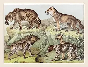Domestic Cat Prints: Vintage Animal illustration published in a German natural history book in the 19th century