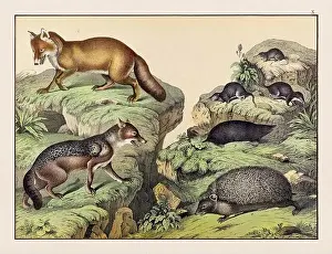 Domestic Cat Prints: Vintage Animal illustration published in a German natural history book in the 19th century
