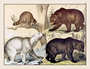 Domestic Cat Prints: Vintage Animal illustration published in a German natural history book in the 19th century
