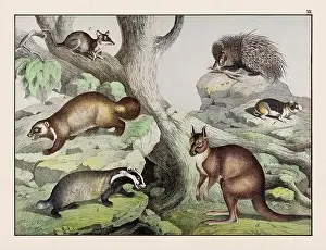 Domestic Cat Prints: Vintage Animal illustration published in a German natural history book in the 19th century