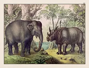 Domestic Cat Prints: Vintage Animal illustration published in a German natural history book in the 19th century