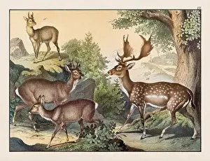 Domestic Cat Prints: Vintage Animal illustration published in a German natural history book in the 19th century