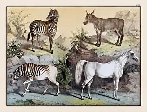 Domestic Cat Prints: Vintage Animal illustration published in a German natural history book in the 19th century