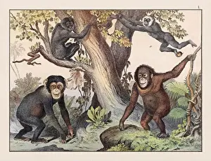 Domestic Cat Prints: Vintage Animal illustration published in a German natural history book in the 19th century