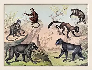 Domestic Cat Prints: Vintage Animal illustration published in a German natural history book in the 19th century