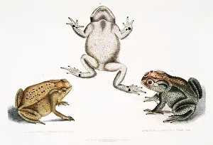 Vintage animal zoological illustration art plate from Illustrations of Indian zoology (1830-1834) by John Edward Gray (1800-1875)