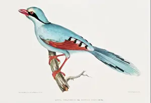 Vintage animal zoological illustration art plate from Illustrations of Indian zoology (1830-1834) by John Edward Gray (1800-1875)