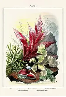 Vintage aquarium illustration from a 19th-century book on marine aquariums, their establishment, and preservation