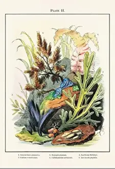 Vintage aquarium illustration from a 19th-century book on marine aquariums, their establishment, and preservation