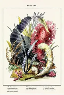 Aquaria Prints: Vintage aquarium illustration from a 19th-century book on marine aquariums