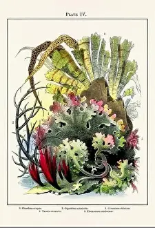 Aquaria Prints: Vintage aquarium illustration from a 19th-century book on marine aquariums