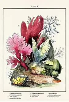 Vintage aquarium illustration from a 19th-century book on marine aquariums, their establishment, and preservation
