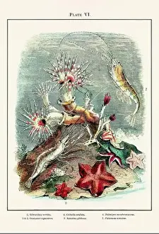 Vintage aquarium illustration from a 19th-century book on marine aquariums, their establishment, and preservation
