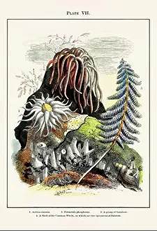 Vintage aquarium illustration from a 19th-century book on marine aquariums, their establishment, and preservation