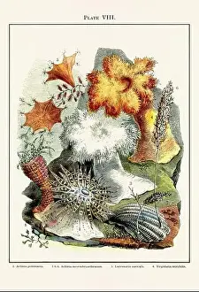 Vintage aquarium illustration from a 19th-century book on marine aquariums, their establishment, and preservation