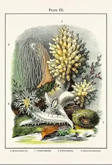 Aquaria Prints: Vintage aquarium illustration from a 19th-century book on marine aquariums
