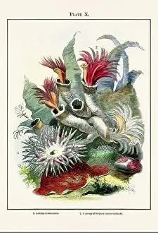Establishment Prints: Vintage aquarium illustration from a 19th-century book on marine aquariums