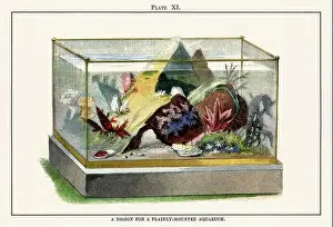 Establishment Prints: Vintage aquarium illustration from a 19th-century book on marine aquariums
