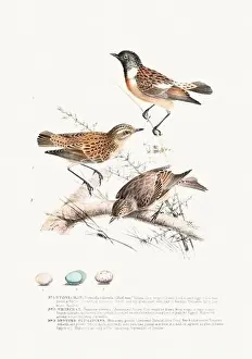Gold Finch Prints: Vintage Bird Illustration: An exquisite depiction of British birds from the 19th century