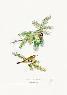 Gold Finch Prints: Vintage Bird Illustration: An exquisite depiction of British birds from the 19th century