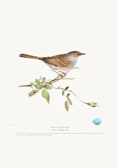 Vintage Birds Prints: Vintage Bird Illustration: An exquisite depiction of British birds from the 19th century
