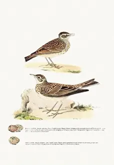 Vintage Birds Prints: Vintage Bird Illustration: An exquisite depiction of British birds from the 19th century