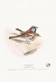 Vintage Birds Prints: Vintage Bird Illustration: An exquisite depiction of British birds from the 19th century
