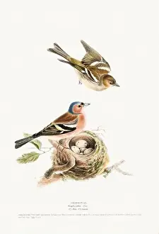 Vintage Birds Prints: Vintage Bird Illustration: An exquisite depiction of British birds from the 19th century