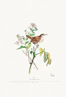 Vintage Birds Prints: Vintage Bird Illustration: An exquisite depiction of British birds from the 19th century