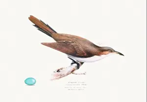 Vintage Birds Prints: Vintage Bird Illustration: An exquisite depiction of British birds from the 19th century