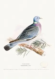 Vintage Birds Prints: Vintage Bird Illustration: An exquisite depiction of British birds from the 19th century