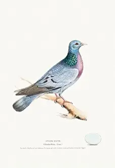 Vintage Birds Prints: Vintage Bird Illustration: An exquisite depiction of British birds from the 19th century