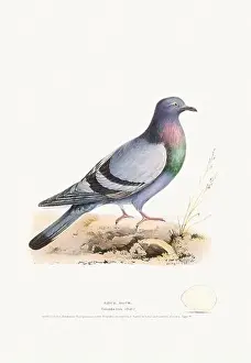 Vintage Birds Prints: Vintage Bird Illustration: An exquisite depiction of British birds from the 19th century