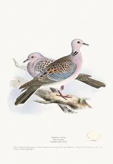 Vintage Birds Prints: Vintage Bird Illustration: An exquisite depiction of British birds from the 19th century