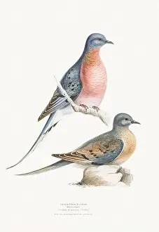 Vintage Birds Prints: Vintage Bird Illustration: An exquisite depiction of British birds from the 19th century