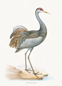 Vintage Bird Illustration: An exquisite depiction of British birds from the 19th century