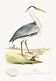 Vintage Birds Prints: Vintage Bird Illustration: An exquisite depiction of British birds from the 19th century