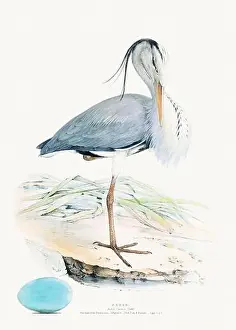 Vintage Birds Prints: Vintage Bird Illustration: An exquisite depiction of British birds from the 19th century