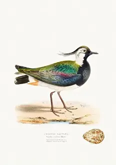 Vintage Birds Prints: Vintage Bird Illustration: An exquisite depiction of British birds from the 19th century