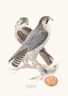 Vintage Birds Prints: Vintage Bird Illustration: An exquisite depiction of British birds from the 19th century
